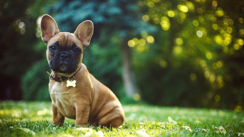 Французский бульдог (French Bulldog)