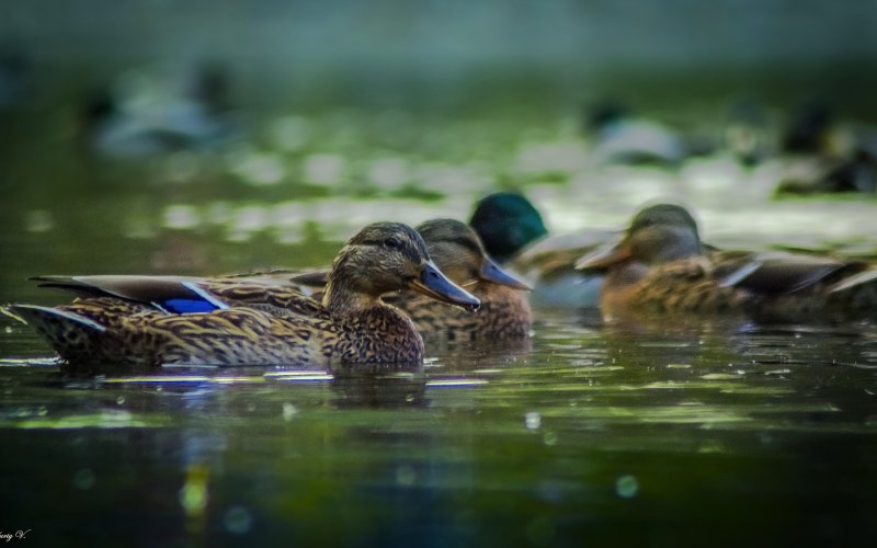 Утка с утятами