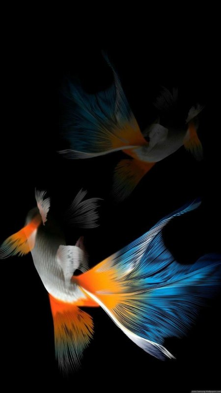 Красивые рыбки