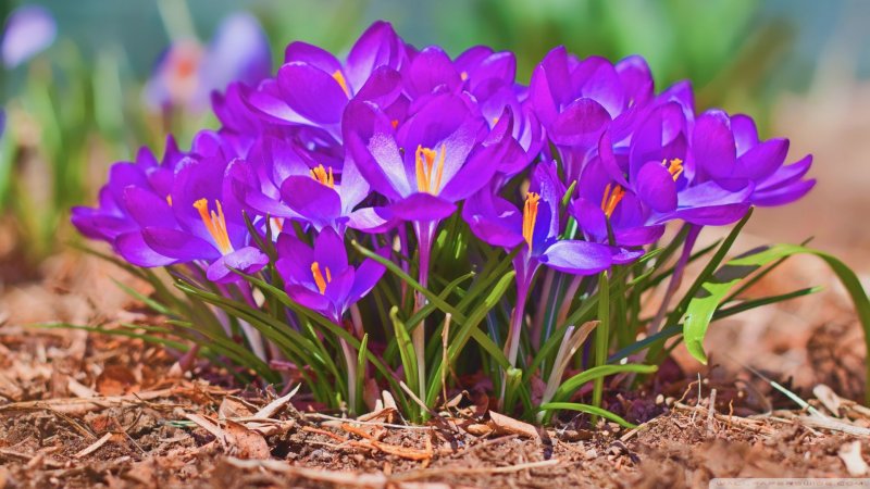 Подснежники, пролеска, Крокус