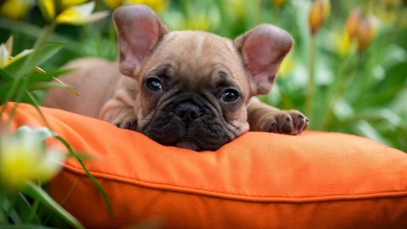 Марсик французский бульдог