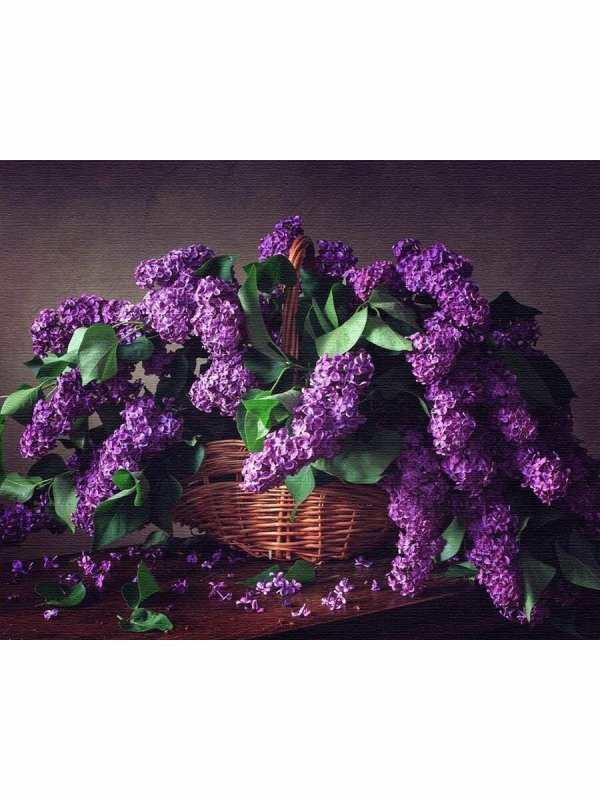 Сирень Персидская Альба