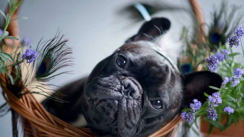 Французский бульдог