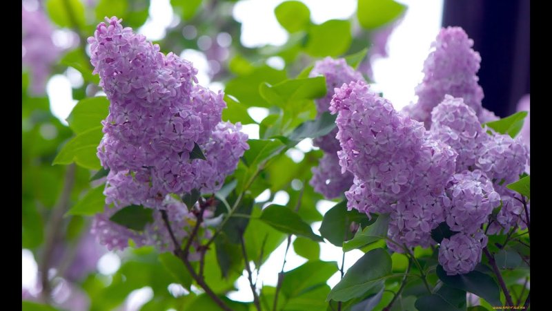 Сирень Сильвер Кинг