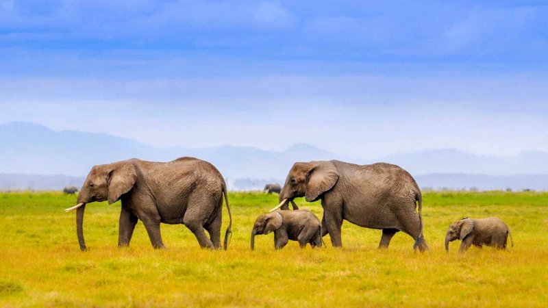 Семья слонов