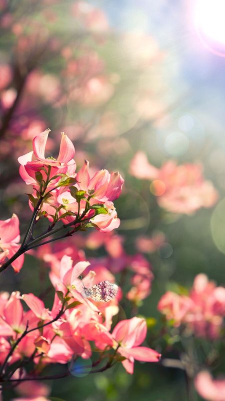 Цветы горизонтальные