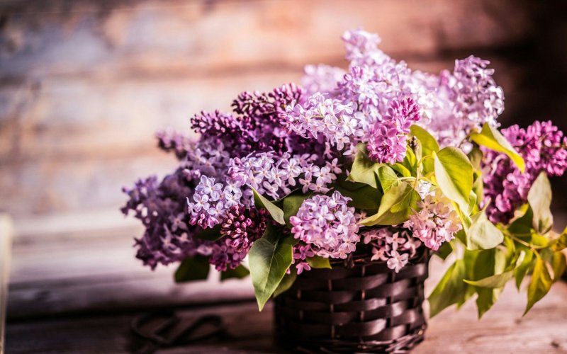 Японская сирень