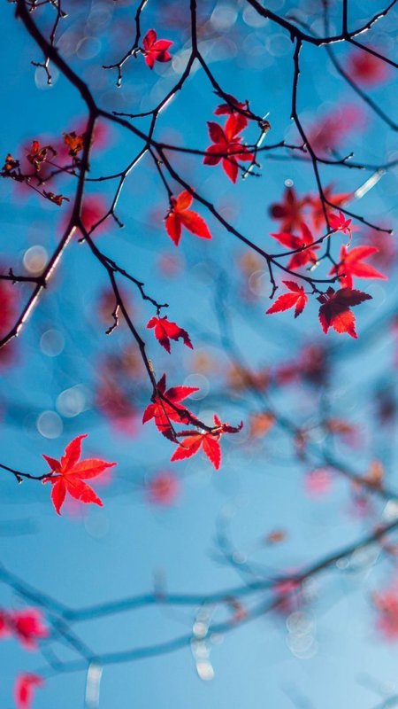 Заставка на телефон Весна красивая