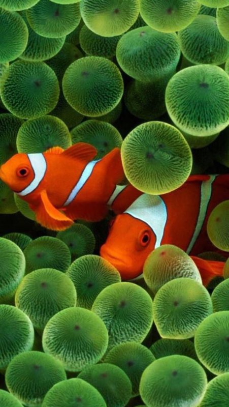 Амфиприон и актиния