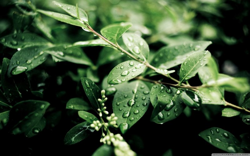 Обои листья