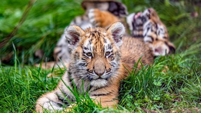 Тигр с тигренком