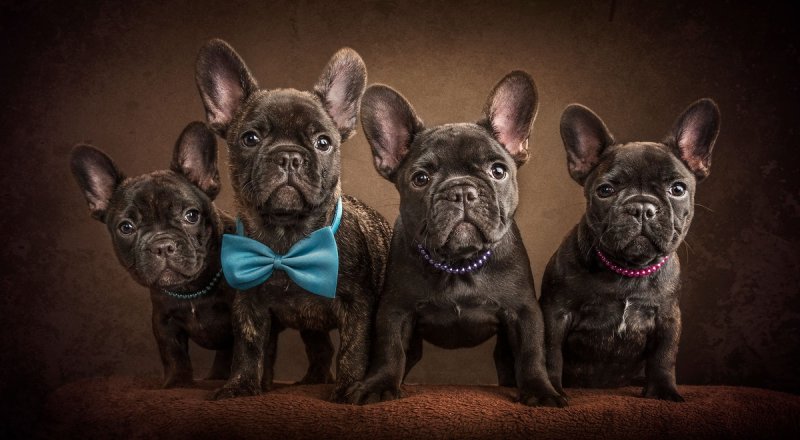 Собачка французский бульдог