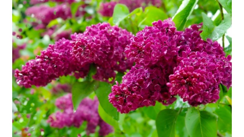 Сирень бургунди Квин