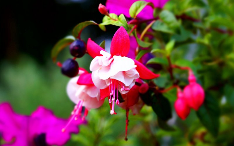 Фуксия Бора Бора