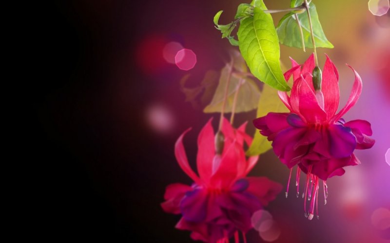 Фуксия Блэки