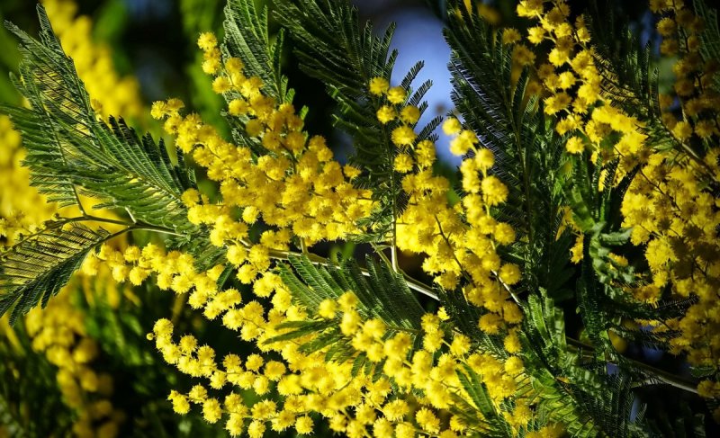 Можжевельник, Акация, Мимоза.