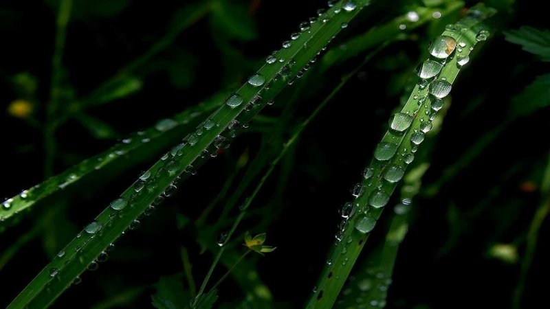 Роса на траве