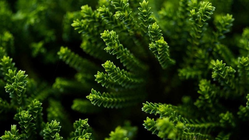 Папоротник суккулент