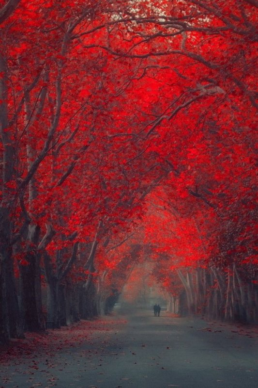 Красный пейзаж