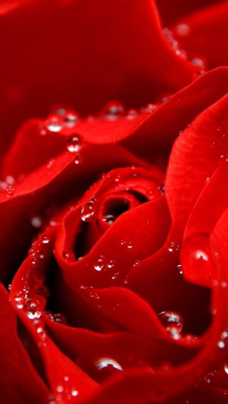 Красивый красный