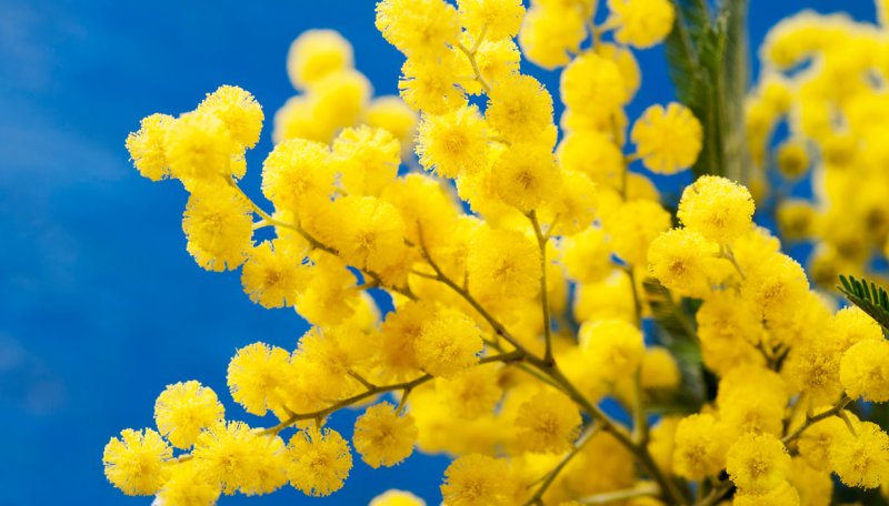 Мимоза голубая цветы