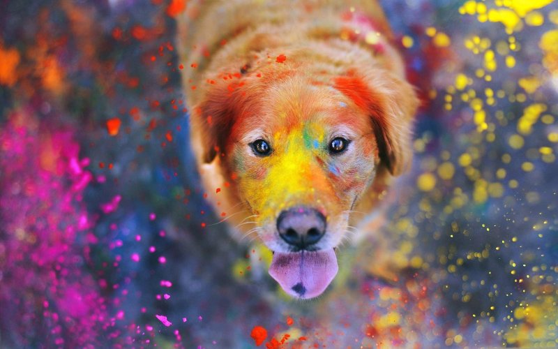 Красочные картинки