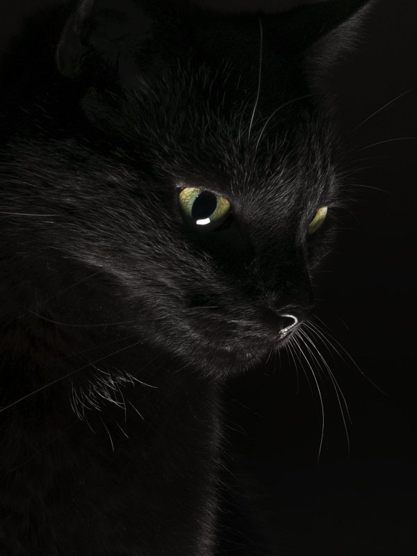 Красивая черная кошка