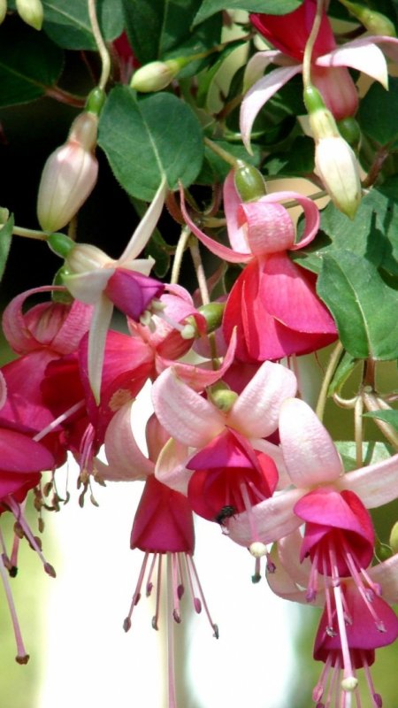 Фуксия Ферст леди