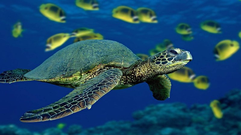 Морская черепаха