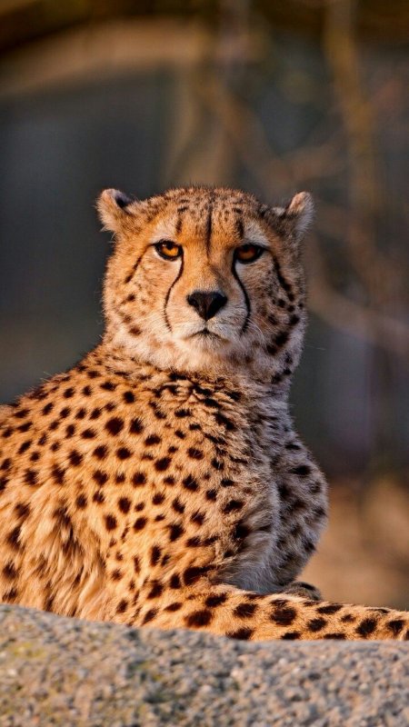 Красивый гепард