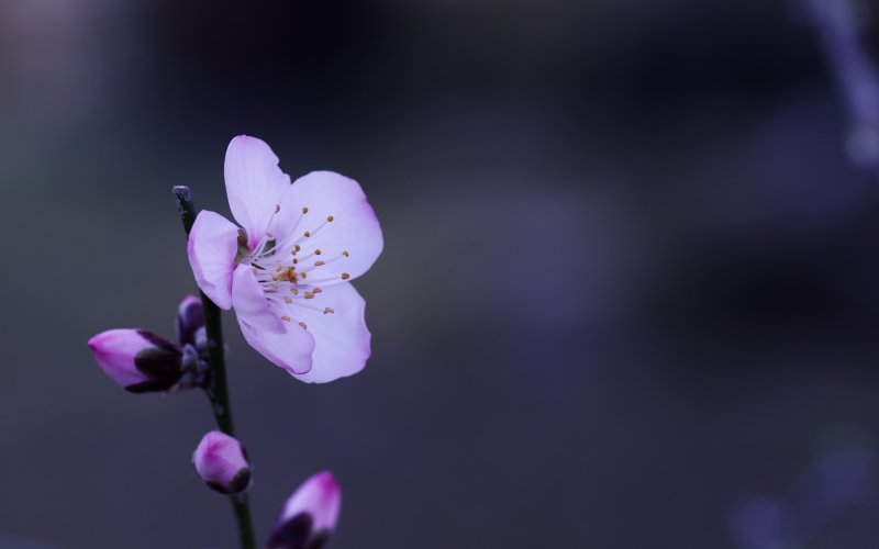 Заставка на рабочий стол Весна