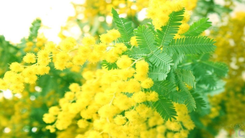 Весенняя Мимоза