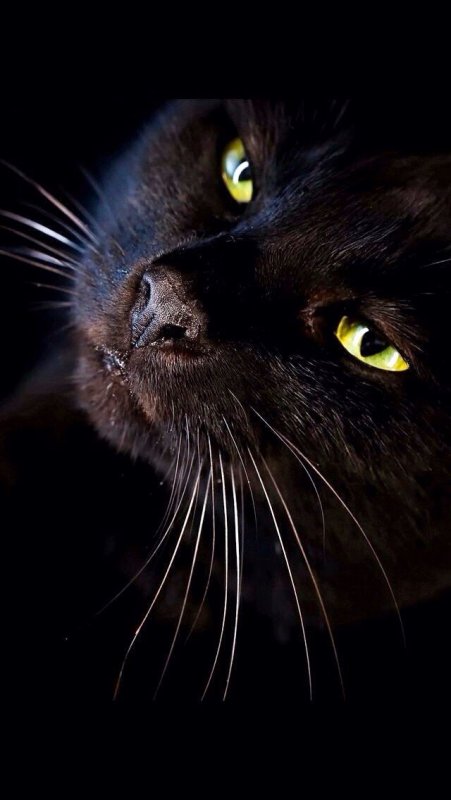 Красивая черная кошка