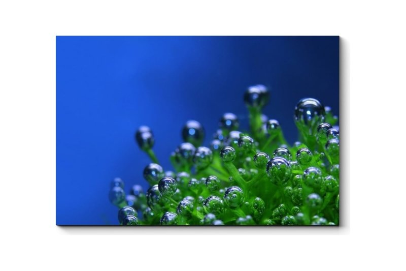 Макросъемка природа