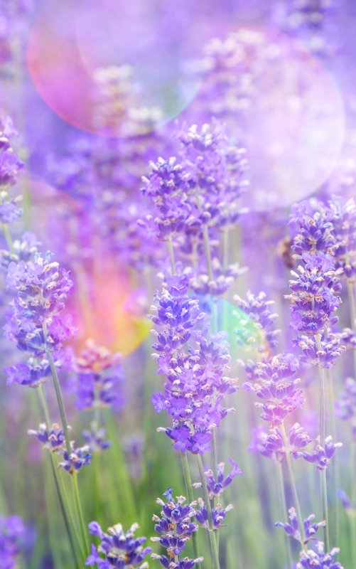 Лаванда стебель