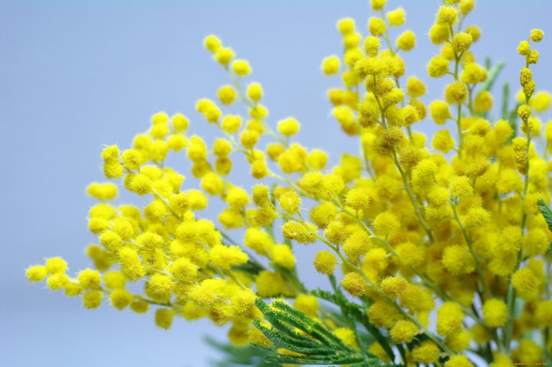 Цветок мимозы мимозы