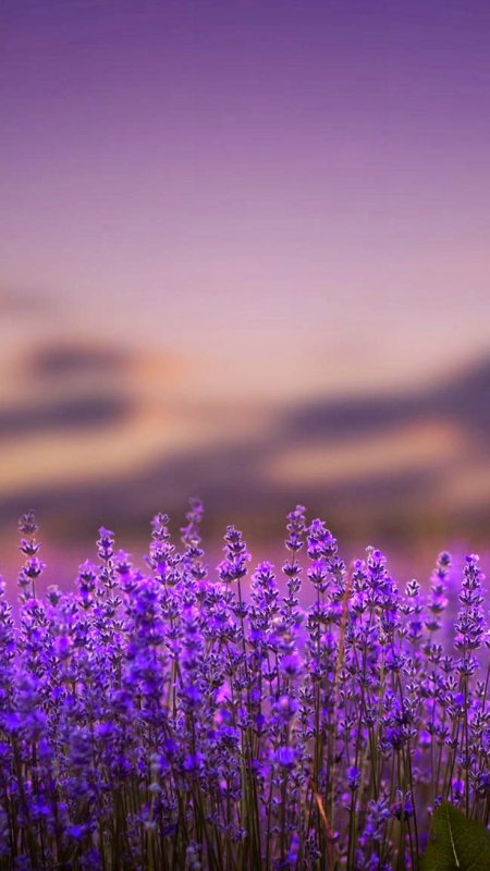 Фиолетовые цветочки