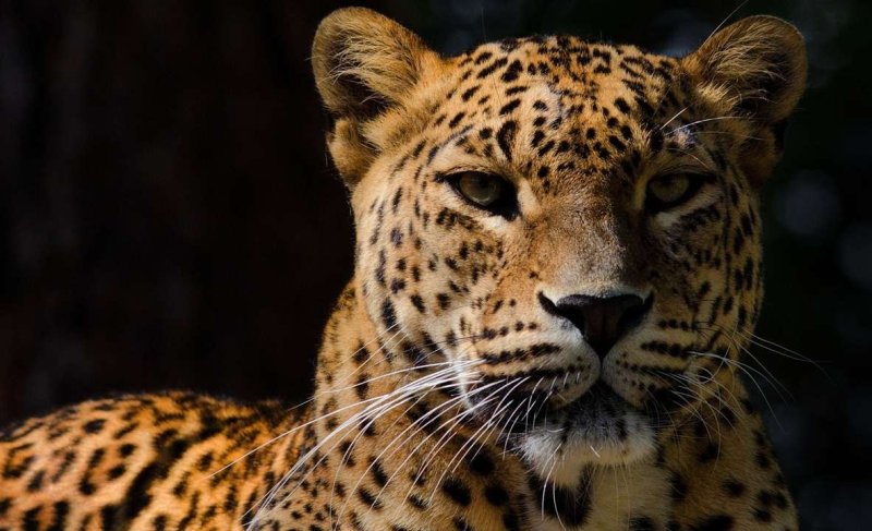 Пятнистый Ягуар