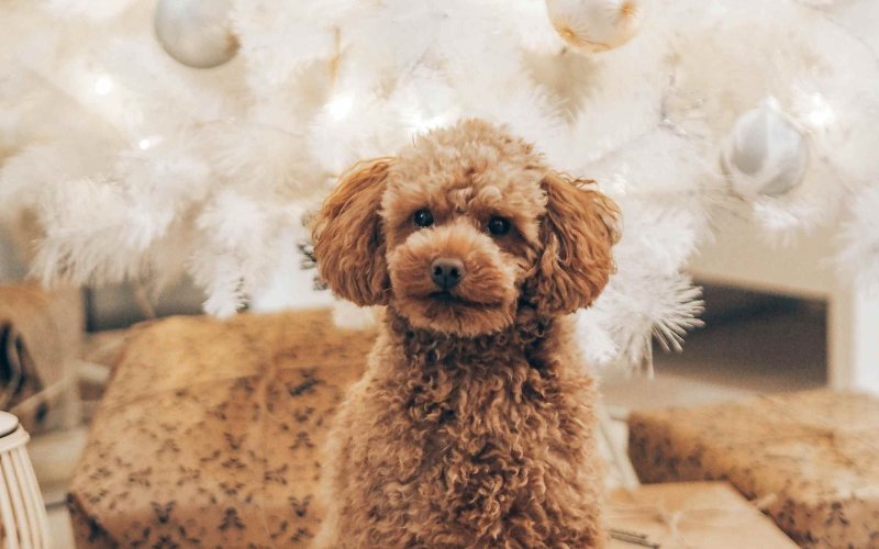 Карликовый пудель мальтипу