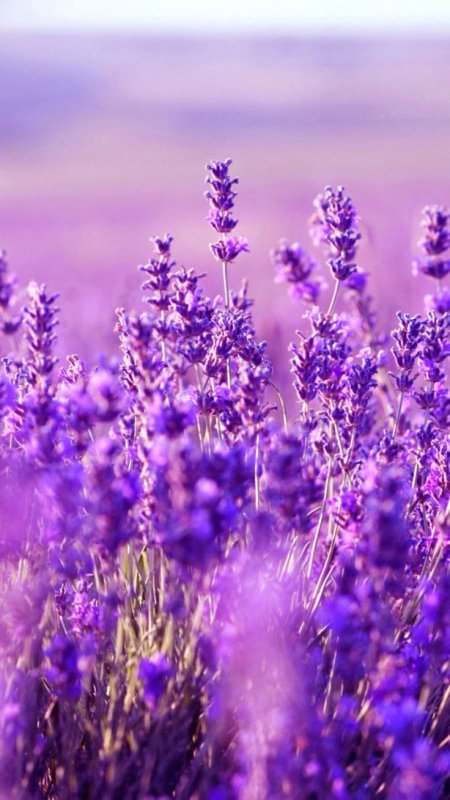 Полевой цветок Медовник сиреневый