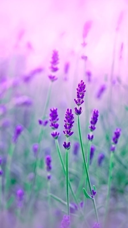 Сиреневые цветочки