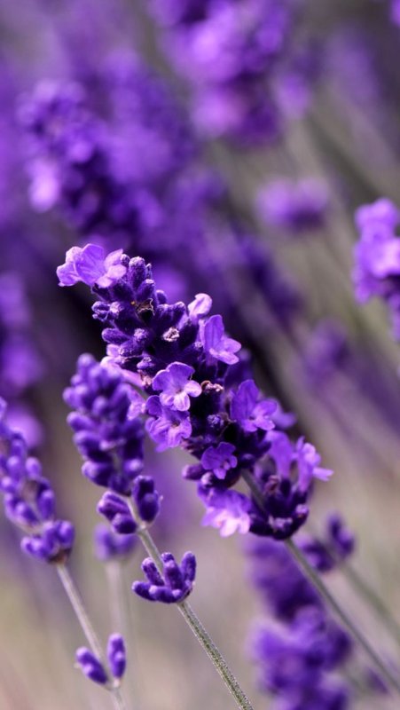 Лаванда (Lavandula) Эстетика