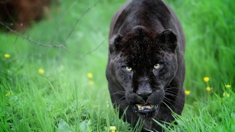 Пантера это черный леопард