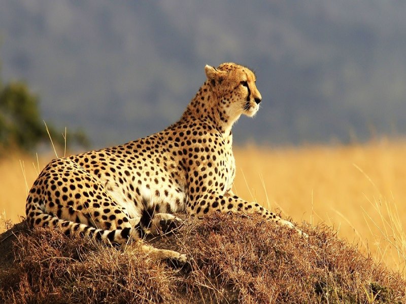Cheetah (гепард)