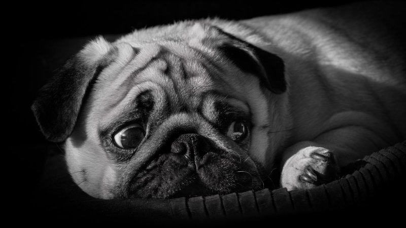 Мопс черно белый