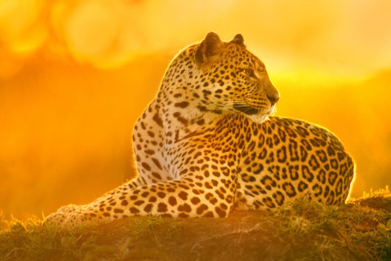 Фон для рабочего стола животные