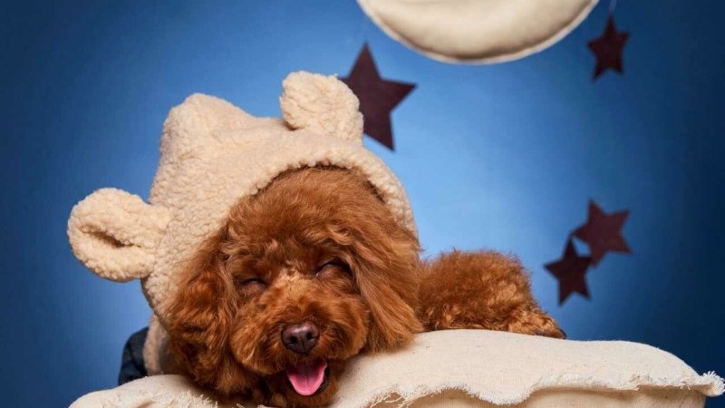 Красивый пудель