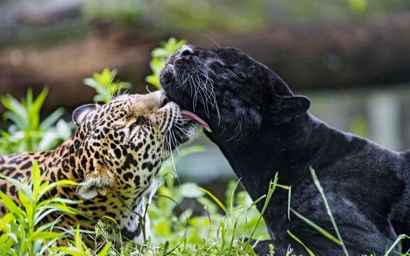 Леопард Ягуар пантера