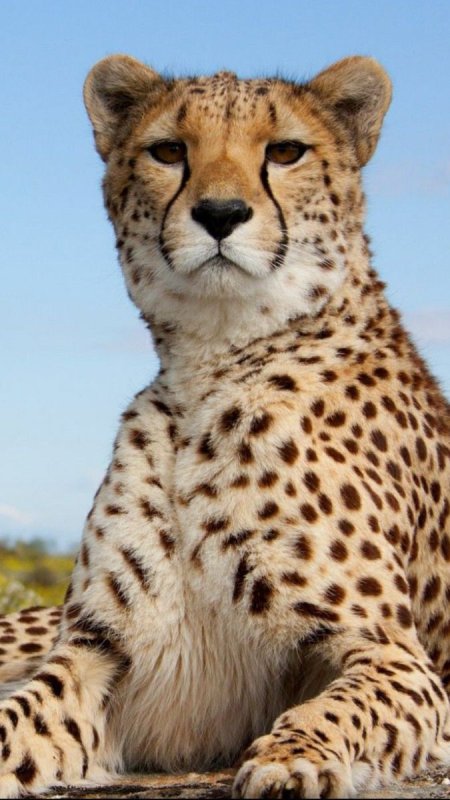 Красивые животные