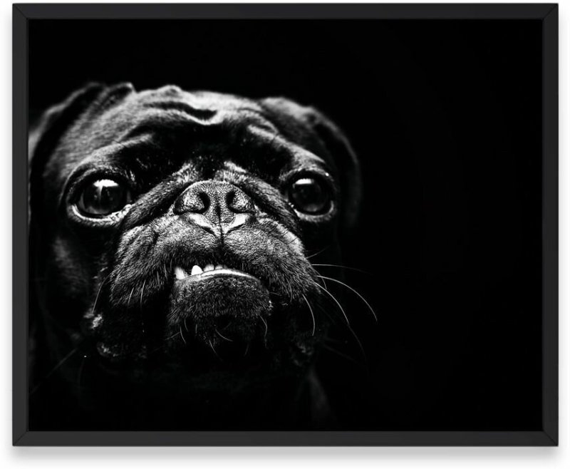 Картинки на рабочий стол Мопс